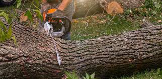How Our Tree Care Process Works  in  Johnson City, NY
