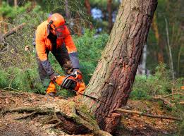 Tree and Shrub Care in Johnson City, NY