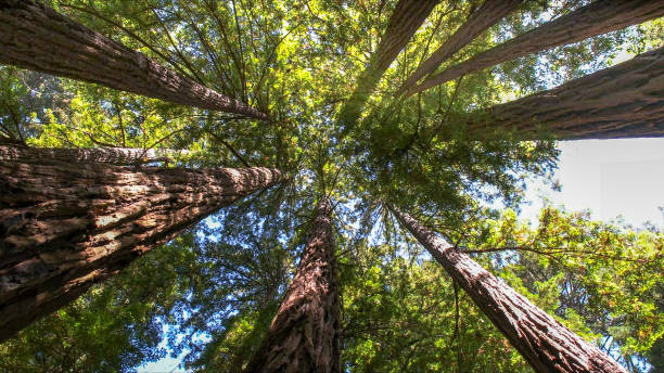 Johnson City, NY Tree Services Company